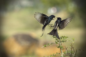 birds